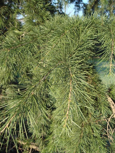 Cedrus deodara rameau